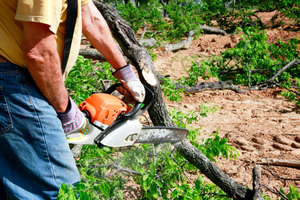 Residential Tree Removal in Genola, UT